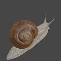 Close Up View Of Garden Snail With Brown Spiral Shell And Light Colored Textured Body