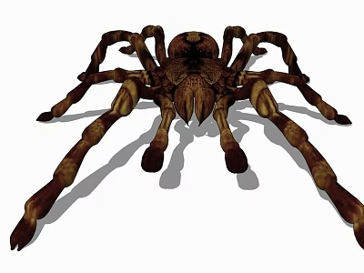modern spider animal spider 3d model