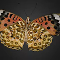 Vibrant Orange Butterfly With Black Spots And White Markings On Delicate Patterned Wings