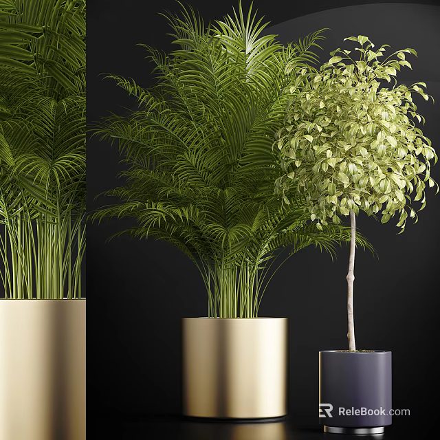 Different Types of Potted Plants with Golden Cylindrical Pots and Dark Container on Black Background 3d model 