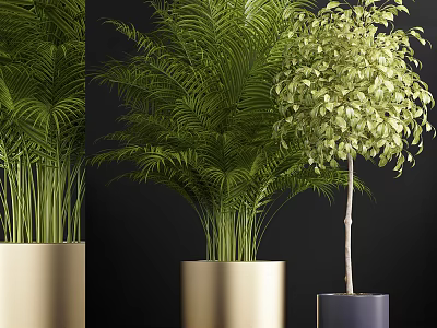 Different Types of Potted Plants with Golden Cylindrical Pots and Dark Container on Black Background 3d model