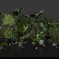 Indoor Home Potted Plants Collection With Various Green Leafy Species And Stylish Decorative Pots