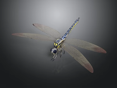 Vibrant Blue Yellow Striped Dragonfly With Transparent Wings And Detailed Body 3d model
