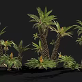 Various Sizes of Cycad Plants with Thick Trunks and Lush Green Pinnate Leaves