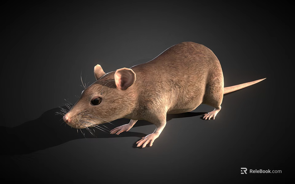 Brown Reptile Lizard With Smooth Scales And Slender Body In Natural Habitat 3d model 