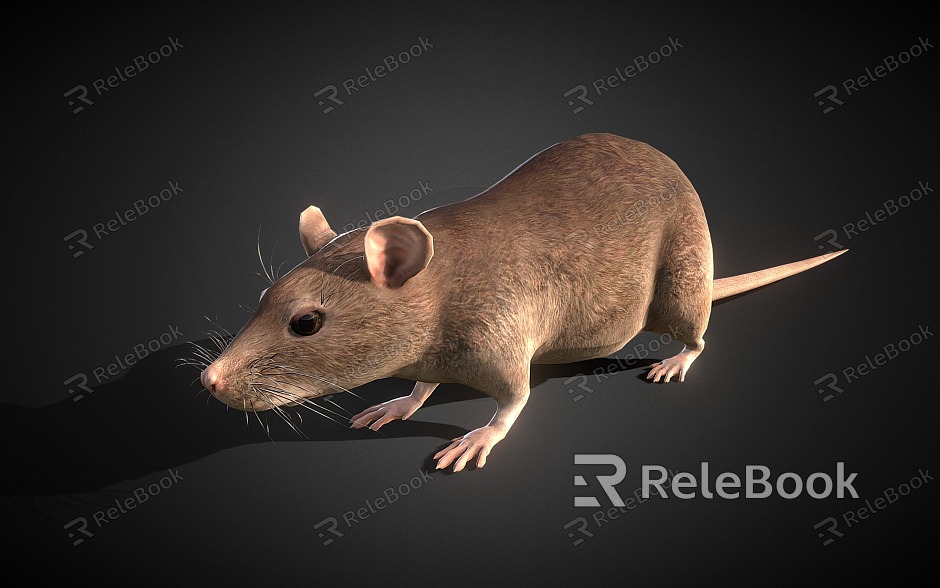 mouse rat model