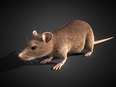 mouse rat model