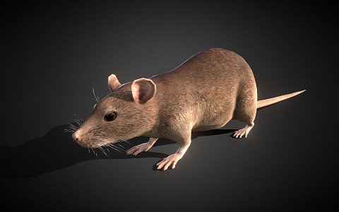 mouse rat 3d model