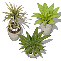 Three Different Potted Green Plants in Light Textured Planters with Pebble Decor