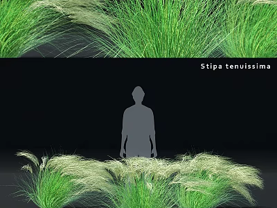 Elegant Decorative Ornament Combination with Stipa tenuissima Grass for Home Decor 3d model