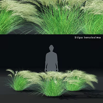 Elegant Decorative Ornament Combination with Stipa tenuissima Grass for Home Decor 3d model