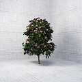 Pink Flowering Arbor In White Brick Wall Corner With White Brick Floor