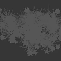 Herbaceous Plants With Green Leaves And White Feathery Flowers On Black Background With Height Scale