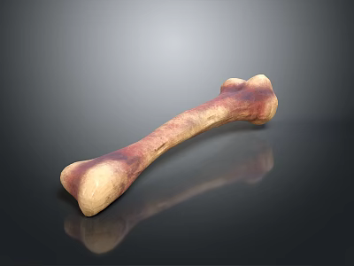Realistic Bone 3D Model With Maroon Beige Texture And Reflection On Black Surface 3d model