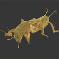 Detailed Close Up Of Cricket With Visible Legs And Wings On Black Background With Reflection