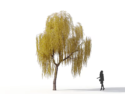 Yellow Weeping Willow Tree With Long Hanging Branches And Girl Silhouette Walking Nearby 3d model