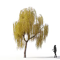 Yellow Weeping Willow Tree With Long Hanging Branches And Girl Silhouette Walking Nearby