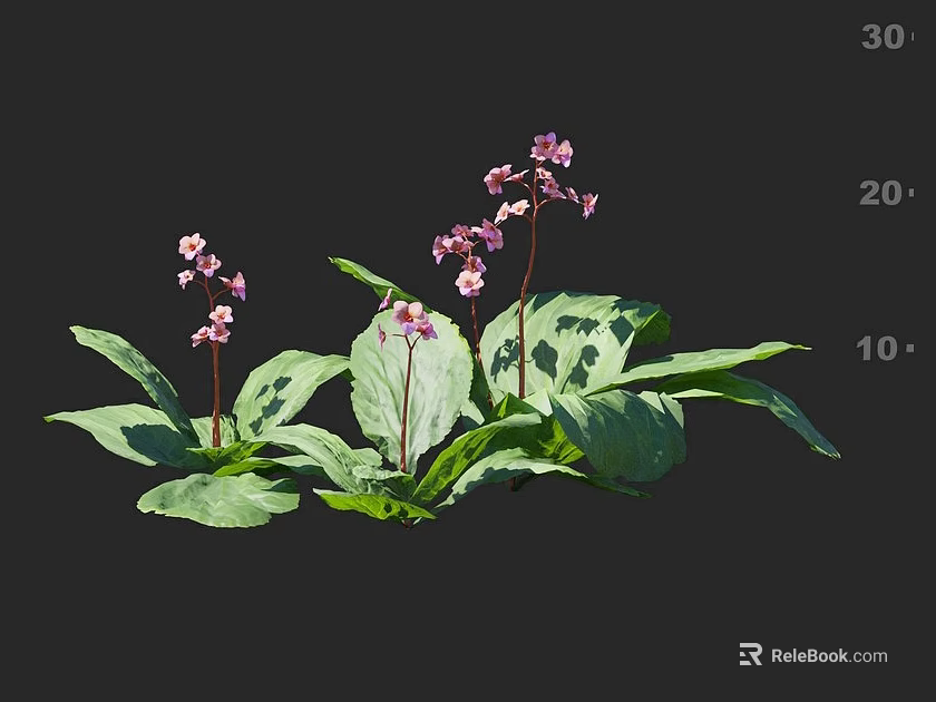 Lush Green Shrub With Pink Flowers And Broad Leaves In Natural Growth Setting 3d model 