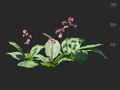 Lush Green Shrub With Pink Flowers And Broad Leaves In Natural Growth Setting 3d model