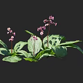 Lush Green Shrub With Pink Flowers And Broad Leaves In Natural Growth Setting