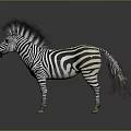 Standing Zebra With Black And White Stripes On Gray Background 3d model
