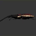 Vibrant Red And Black Beetle With Large Curved Horns On Dark Background
