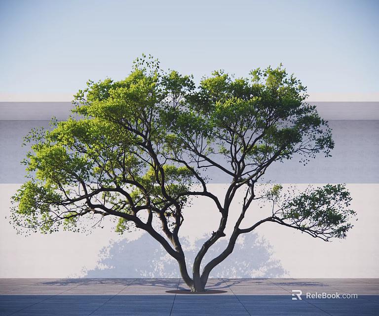 Lush Tree With Green Leaves And Spreading Branches Against White Wall And Gray Ground 3d model 