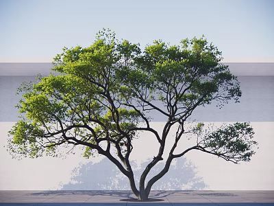 Lush Tree With Green Leaves And Spreading Branches Against White Wall And Gray Ground 3d model