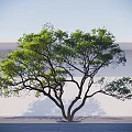 Lush Tree With Green Leaves And Spreading Branches Against White Wall And Gray Ground