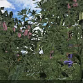 Lush Green Shrubs With Vibrant Purple Flowers And Sunlit Foliage In Garden