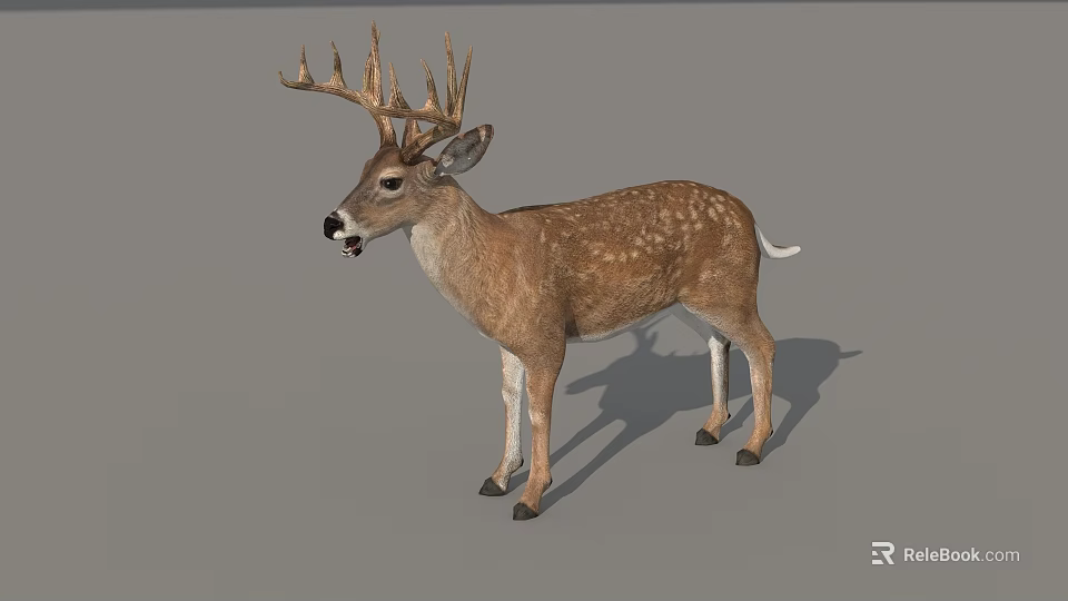 Realistic Spotted Buck Deer With Large Antlers Standing On Gray Background 3d model 