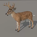 Realistic Spotted Buck Deer With Large Antlers Standing On Gray Background