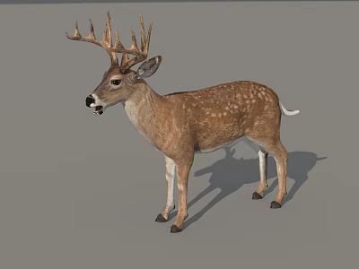 Deer Sika Deer Reindeer Elk Fawn Super Realistic High Precision Video Level 3d model