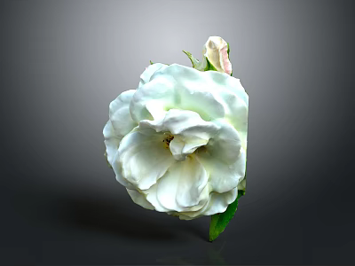 Single Blooming White Rose With Green Leaves On Dark Background 3d model
