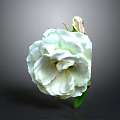 Single Blooming White Rose With Green Leaves On Dark Background