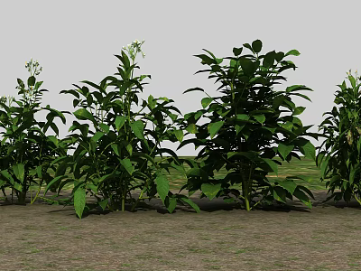 Green Plants with Lush Leaves and Various Heights Growing on Ground with Green Grass 3d model