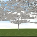 Tree Inspired Pergola With Intricate Lattice Design Under Blue Sky Over Green Lawn Sunlight Shadows