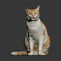 Orange and white cat sitting on shiny surface with dark background