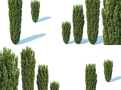 Arbor Trees Displayed In Various Sizes And Heights With Lush Green Foliage And Shadows 3d model