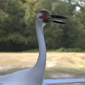 Majestic White Crane With Spread Wings Standing On Green Grassland