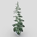 Monstera Plant With Upright Tall Slender Stem And Large Green Leaves In White Pot