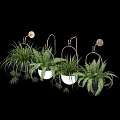 Hanging Garden Decor With Green Ferns In Black White Pots And Metal Hooks