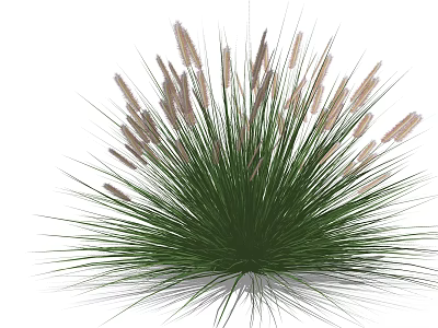 Green Ornamental Garden Grass With Feathery Plumes And Lush Foliage 3d model