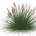 Green Ornamental Garden Grass With Feathery Plumes And Lush Foliage