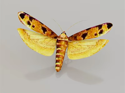 modern wheat moth 3d model