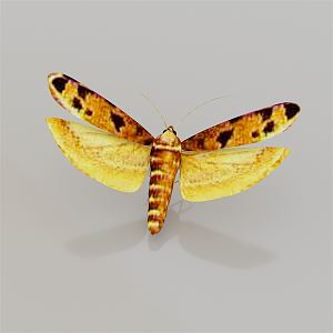 modern wheat moth 3d model