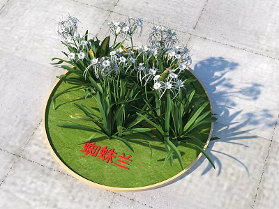 Spider Orchid Growing On Circular Green Base With White Flowers And Green Leaves 3d model