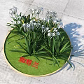 Spider Orchid Growing On Circular Green Base With White Flowers And Green Leaves