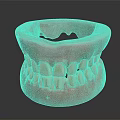Detailed Dental Model Of Tooth And Gum Displaying Oral Organ Structure