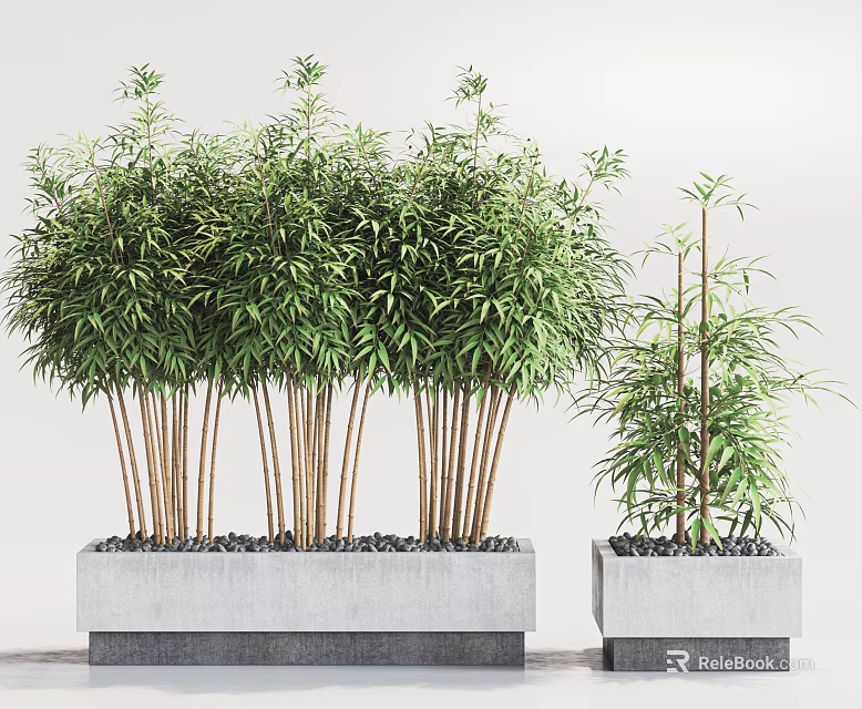 Large and Small Bamboo Bonsai Plants in Gray Concrete Planters with Green Leaves 3d model 
